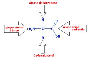 http://1.bp.blogspot.com/_EdiSPJX1jg8/RuvTQP_nVnI/AAAAAAAAAFA/gEqVAiWl4mI/s400/estrutura_aminoacido.gif
