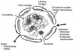 C:\Users\Usuario\Documents\01.Moreno\11. Nucleo. Cromosomas y cromatina\Nucleo.jpg
